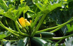 Bundle: Long Ping Tung Eggplant Seeds + Black Beauty Zucchini Seeds for Planting