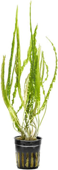SubstrateSource Cryptocoryne Live Aquarium Plants - Freshwater Plant for Aquariums, Planted Fish Tanks - Beginner Friendly (Balansae, 1 Pot (3-5 Plants))