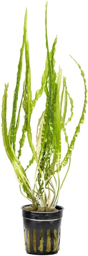 SubstrateSource Cryptocoryne Live Aquarium Plants - Freshwater Plant for Aquariums, Planted Fish Tanks - Beginner Friendly (Balansae, 1 Pot (3-5 Plants))