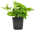 Live Tropical Pothos Plant (Golden) - Easy to Care for - Perfect for Indoor and Outdoor Home Decor, Office and Gift - in 3-inch Pot, NO Shipping to CA