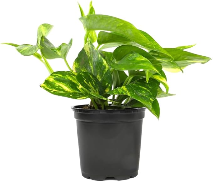 Live Tropical Pothos Plant (Golden) - Easy to Care for - Perfect for Indoor and Outdoor Home Decor, Office and Gift - in 3-inch Pot, NO Shipping to CA