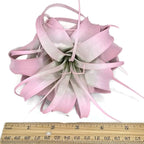 XL Xerographica Colored Air Plant, Live Tillandsia House Plant, Easy Care Indoor Outdoor, Great Gift, Healthy Arrival Guaranteed (Light Pink)