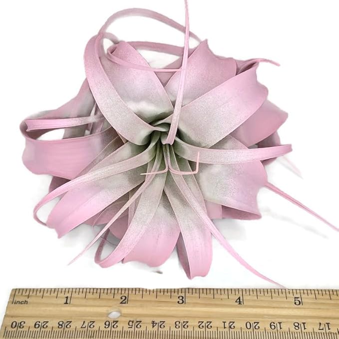 XL Xerographica Colored Air Plant, Live Tillandsia House Plant, Easy Care Indoor Outdoor, Great Gift, Healthy Arrival Guaranteed (Light Pink)