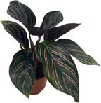 BubbleBlooms Calathea Ornata, Pinstripe Prayer Plant, Zebra, Cathedral, Peacock in 2 inch Pot