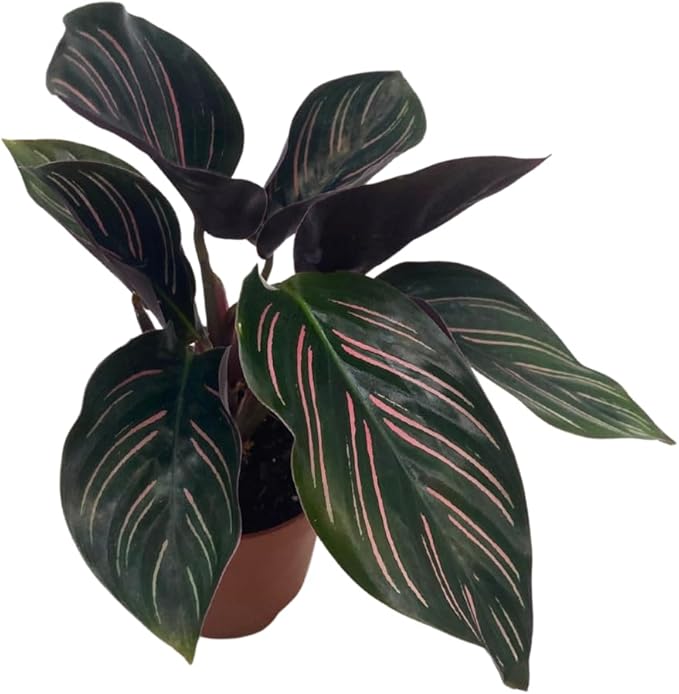 BubbleBlooms Calathea Ornata, Pinstripe Prayer Plant, Zebra, Cathedral, Peacock in 2 inch Pot
