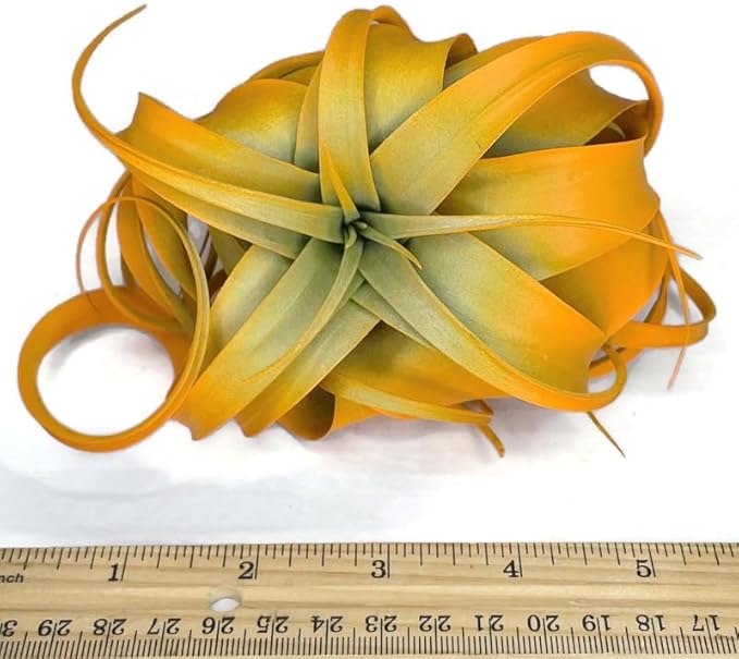XL Xerographica Colored Air Plant, Live Tillandsia House Plant, Easy Care Indoor Outdoor, Great Gift, Healthy Arrival Guaranteed (Bright Orange)