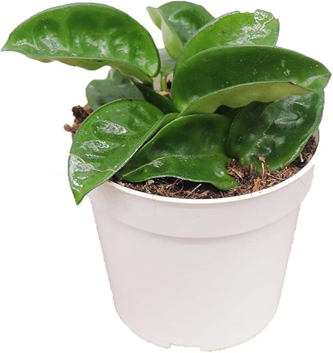 Hoya Plant, Live Indoor Plant 4 inch Grower's Pot (Krinkle 8)