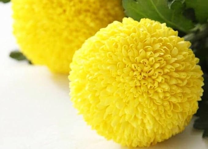 100PCS Mixed Color Snowball Mums Pompon Chrysanthemum Seeds Pompon Mum Courtyard Flower Heirloom Rare Seeds