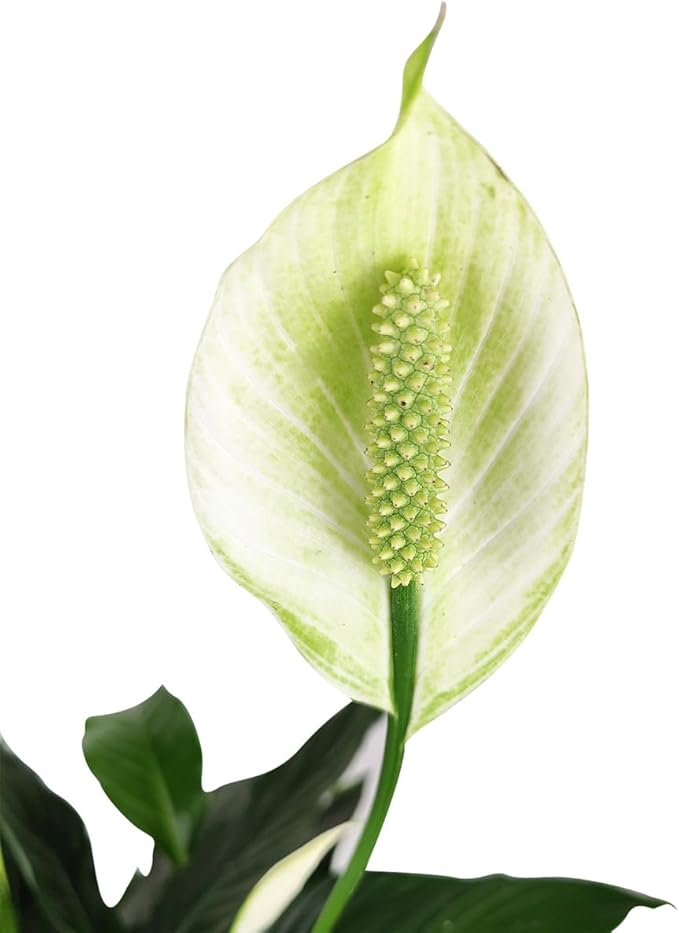 Spathiphyllum Green Peace Lily (4 inch) - Lucky Houseplants - 4/6 inch Unique Live Decorative Houseplants - Easy to Care Indoor Plants, Perfect for Office, Home & Feng Shui Decor