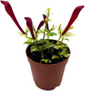 Columnea Broget Stavanger in a 2 inch Pot Goldfish Plant, Lipstick Plant, red Flower