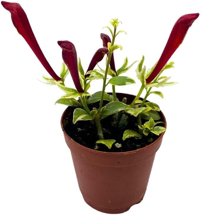 Columnea Broget Stavanger in a 2 inch Pot Goldfish Plant, Lipstick Plant, red Flower