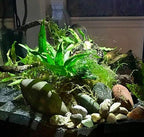 Java Fern Planted on Driftwood Microsorum Pteropus Freshwater Easy Low Light Live Aquarium Plant Decorations 3 Days Guarantee by Mainam