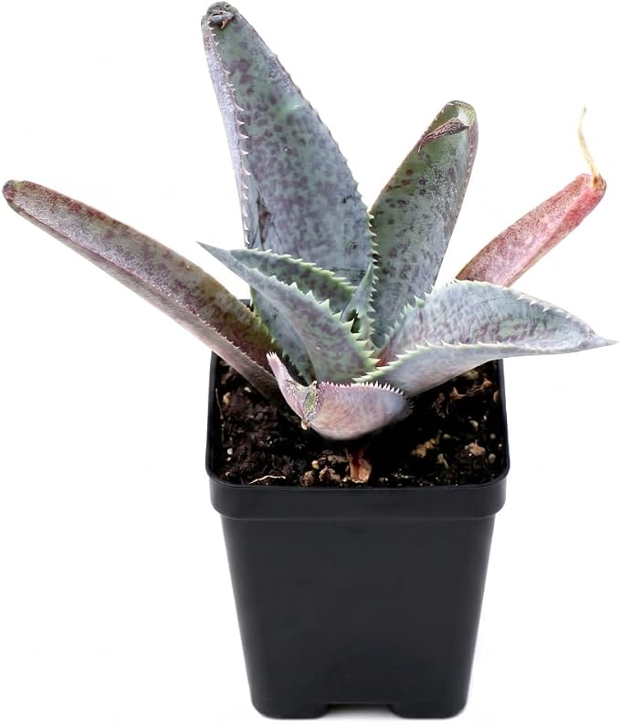 Mangave 'Silver Fox', 1.5" Plug - Live Succulent Plant, Agave Like Rosette, Low Maintenance Indoor Outdoor Plant for Home Garden Decor, Beginner-Friendly Live Plants