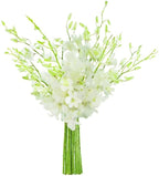 KaBloom - 20 White Orchid Without Vase - Fresh Flowers for Birthday, Valentine's & Mother's Day