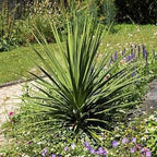 RedCrocus Dracaena 'Spikes' - Evergreen Indoor & Outdoor Plant, Pet Safe, Easy Care, Modern Foliage, Decorative for Borders & Containers 1 Quart (Pack of 10)