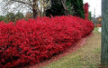 Dwarf Burning Bush - 6-12" Tall Live Plant - Hardy Red Shrub Sapling - Euonymus alatus