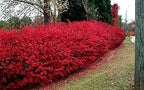 Dwarf Burning Bush - 6-12" Tall Live Plant - Hardy Red Shrub Sapling - Euonymus alatus