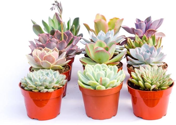 Large Colorful Outdoor Succulents - Assorted 4 Inch - Live Outdoor Succulent Plants - Large Fully Rooted Live Succulents (15)