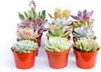 Large Colorful Outdoor Succulents - Assorted 4 Inch - Live Outdoor Succulent Plants - Large Fully Rooted Live Succulents (15)