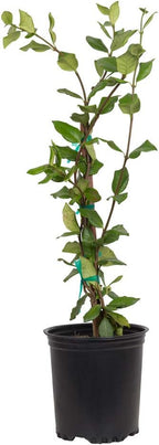 Star Jasmine 'Large Leaf' (2.5 Quart) Aromatic White Blooming Evergreen Vine - Full Sun Live Outdoor Plant