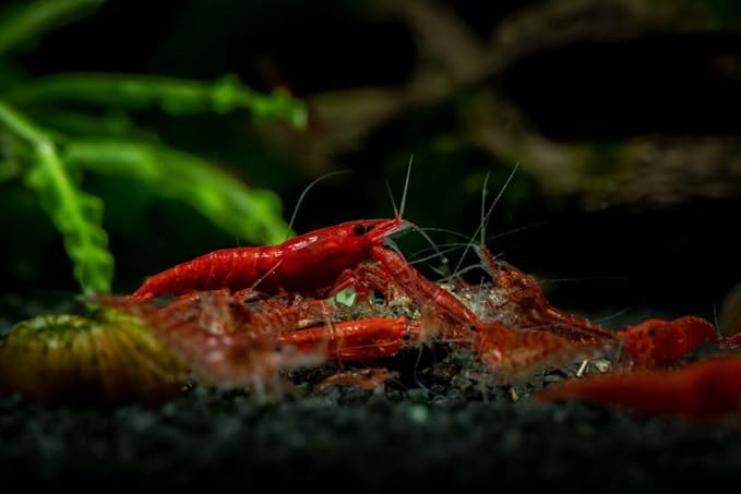 15+ Seam Oasis Fire Red Premium High-Grade Neocaridina Freshwater Aquarium Shrimp, Live Arrival Guarantee