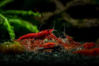 15+ Seam Oasis Fire Red Premium High-Grade Neocaridina Freshwater Aquarium Shrimp, Live Arrival Guarantee