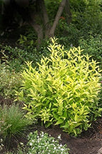 Proven Winners - Deutzia gracilis Chardonnay Pearls (Chardonnay Pearls Deutzia) Shrub, white flowers, #2 - Size Container