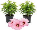3 Hardy Hibiscus Plants Live, Well Rooted Hibiscus Flower 4-7'' Tall, Flowering Shrub for Garden or Containers Planting (Pink with Red Center)