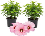 3 Hardy Hibiscus Plants Live, Well Rooted Hibiscus Flower 4-7'' Tall, Flowering Shrub for Garden or Containers Planting (Pink with Red Center)