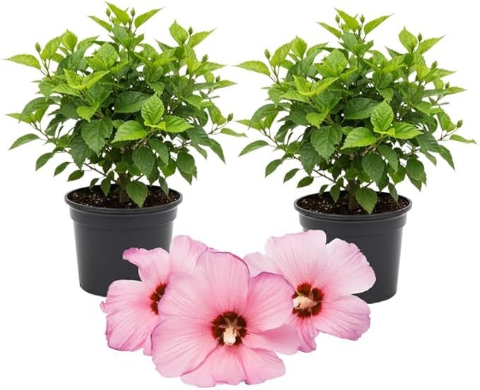 3 Hardy Hibiscus Plants Live, Well Rooted Hibiscus Flower 4-7'' Tall, Flowering Shrub for Garden or Containers Planting (Pink with Red Center)