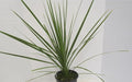 RedCrocus Dracaena 'Spikes' - Evergreen Indoor & Outdoor Plant, Pet Safe, Easy Care, Modern Foliage, Decorative for Borders & Containers 1 Quart (Pack of 12)