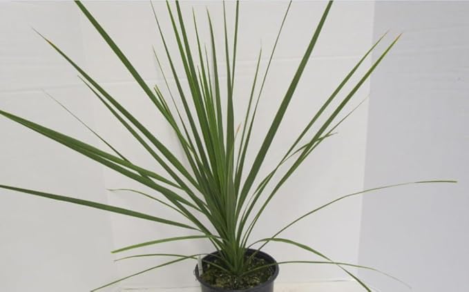 RedCrocus Dracaena 'Spikes' - Evergreen Indoor & Outdoor Plant, Pet Safe, Easy Care, Modern Foliage, Decorative for Borders & Containers 1 Quart (Pack of 10)