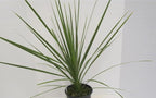 RedCrocus Dracaena 'Spikes' - Evergreen Indoor & Outdoor Plant, Pet Safe, Easy Care, Modern Foliage, Decorative for Borders & Containers 1 Quart (Pack of 10)