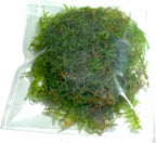 Marcus Fish Tanks Christmas Moss Vesicularia Montagnei Easy to Grow Live Aquarium Plants Buy 2 Get 1