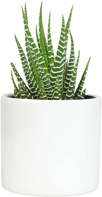 Plants for Pets Haworthia Zebra Plant Succulent in 2.5 Inch White Succulent Pot, Pet Friendly Houseplant, Live Plant Gift, Dog & Cat Safe Plants, Low Light Mini Succulents for Home Decor