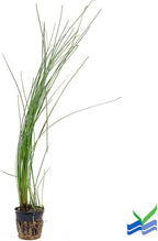 Aquarium Plants Discounts Potted Tall Hairgrass by AquaLeaf Aquatics - Easy Aquatic Live Plant- (Potted Tall Hairgrass, 5 Pack)