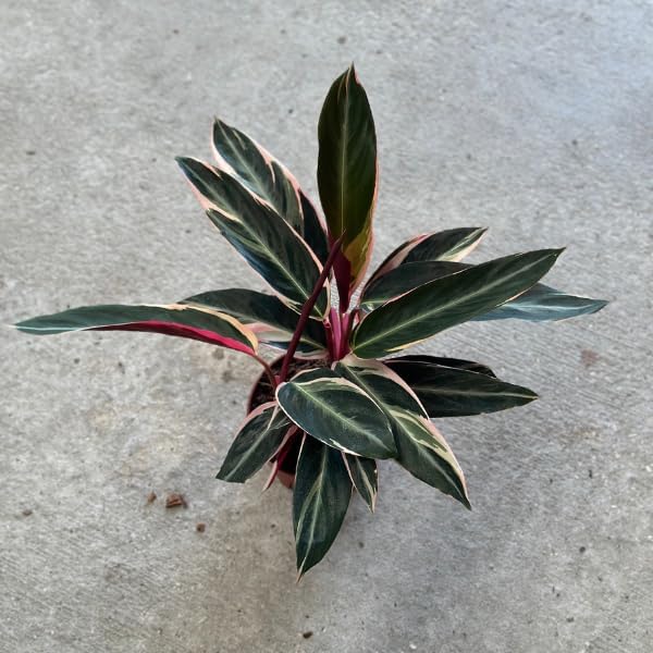 Stromanthe Triostar Live Plant in - Stromanthe Triostar Live Plants - Easy to Grow Air Purifying Indoor House Plants Flowers for Home Office Wedding Decor & Birthday Gift (4")(Heat Pack Included)