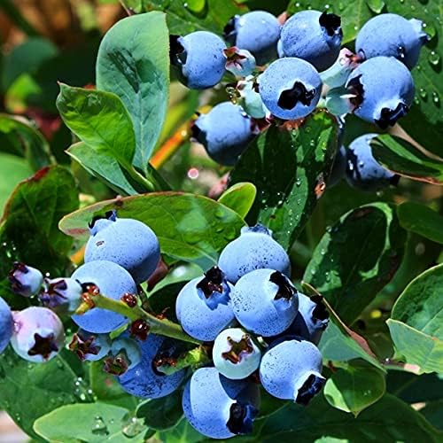 Two Healthy Live Plants of Blueberry Plants Top Hat - 4" ~ 6" Tall Each