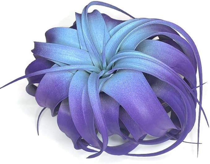 XL Xerographica Colored Air Plant, Live Tillandsia House Plant, Easy Care Indoor Outdoor, Great Gift, Healthy Arrival Guaranteed (Rainbow #5)