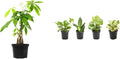 Money Tree Plant Indoor House Plants, Chinese Money Plant Decor, Bonsai Tree Feng & Essential Houseplant Collection (4PK) Live Plants Indoor Plants Live Houseplants in Plant Pots