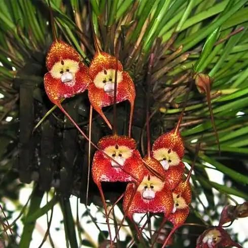 Monkey Flowers Seeds for Planting, 195+pcs Monkey Face Orchid Perennial Flower Seeds Non-GMO Heirloom Rare Plants, Beauty Home Garden for Outdoors