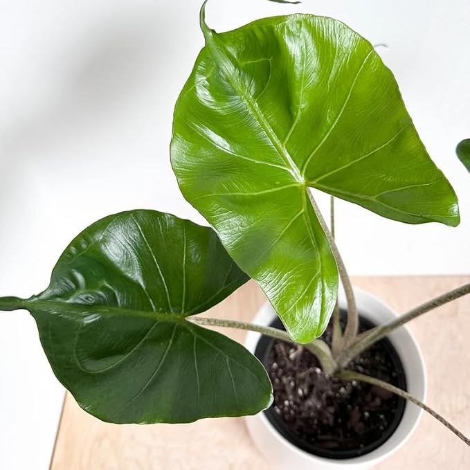 2 Pointed Leaf Alocasia Plants Live Houseplant for Indoor Outdoor Growing, 4 to 8 Inches Tall, Rare and Hardy