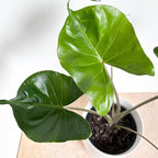 2 Pointed Leaf Alocasia Plants Live Houseplant for Indoor Outdoor Growing, 4 to 8 Inches Tall, Rare and Hardy
