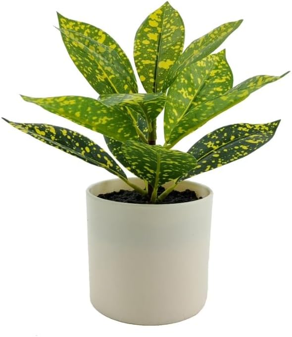 7.5in Plant in Pot, Spotted Laurel Plant, Green and Yellow Color.