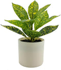7.5in Plant in Pot, Spotted Laurel Plant, Green and Yellow Color.