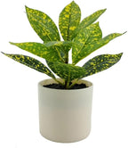 7.5in Plant in Pot, Spotted Laurel Plant, Green and Yellow Color.