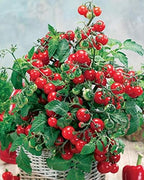 Seeds Indoor Tomato Dwarf in Pot Red Early Heirloom Vegetable for Planting Non GMO