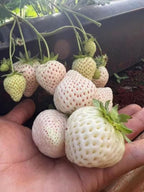 Rare Live White Pineberry Strawberry Plant - Non-GMO Fruiting Shrub in 4-Inch Nursery Pot – Creamy White Fruit with Red Seeds – Sweet & Tropical Flavor for Home Gardens and Patio Containers