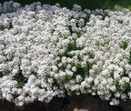 RedCrocus White Out Candytuft | Evergreen Perennial for Borders, Rock Gardens & Containers | Drought Tolerant, Non-Toxic & Pet Safe | Spring Bloom | Full Sun 1 Gallon (Pack of 2)