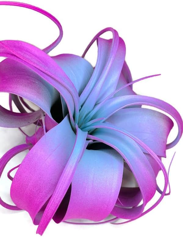 XL Xerographica Colored Air Plant, Live Tillandsia House Plant, Easy Care Indoor Outdoor, Great Gift, Healthy Arrival Guaranteed (Rainbow)